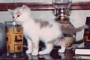 cuty.jpg (23373 bytes)